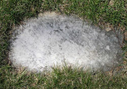 click for larger image